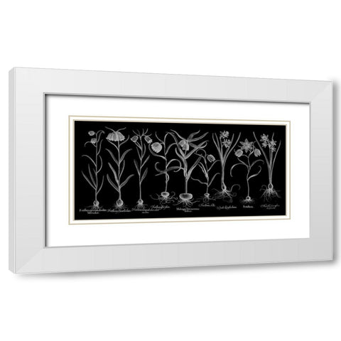 Fritillariae White Modern Wood Framed Art Print with Double Matting by Besler, Basilius