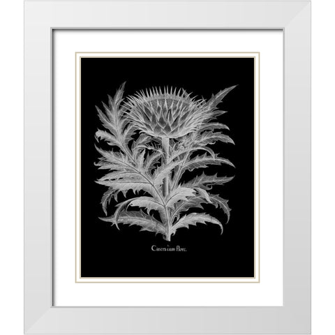 Cinera White Modern Wood Framed Art Print with Double Matting by Besler, Basilius