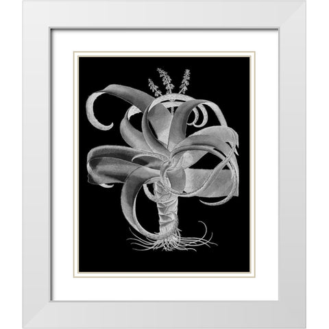 Aloe White Modern Wood Framed Art Print with Double Matting by Besler, Basilius