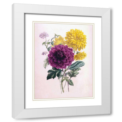 Chrysanthemum White Modern Wood Framed Art Print with Double Matting by Andrews, James
