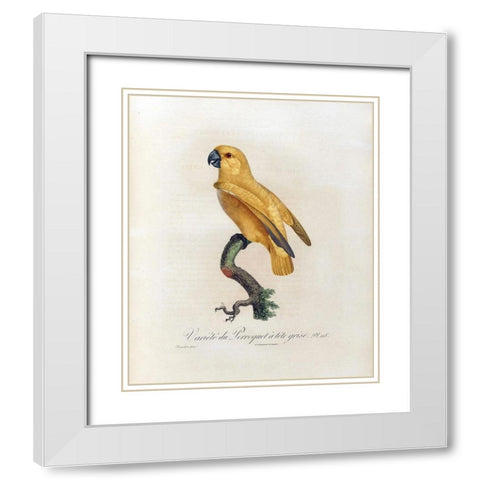 Variete du Perroquet a tete grise White Modern Wood Framed Art Print with Double Matting by Barraband, Jacques