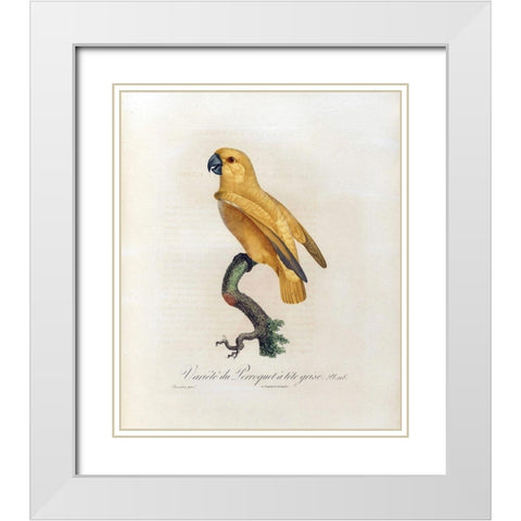 Variete du Perroquet a tete grise White Modern Wood Framed Art Print with Double Matting by Barraband, Jacques