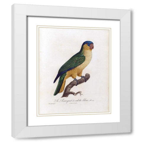 Le Perroquet a calotte bleu White Modern Wood Framed Art Print with Double Matting by Barraband, Jacques