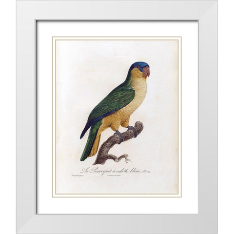 Le Perroquet a calotte bleu White Modern Wood Framed Art Print with Double Matting by Barraband, Jacques