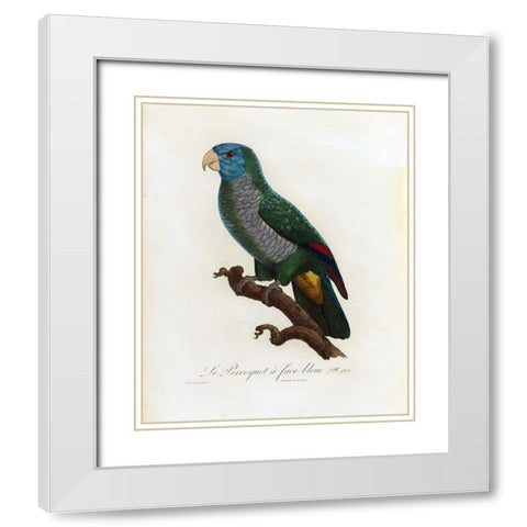 Le Perroquet a face bleu White Modern Wood Framed Art Print with Double Matting by Barraband, Jacques