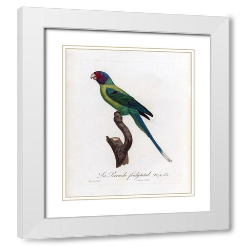La Perruche, Fridytutah White Modern Wood Framed Art Print with Double Matting by Barraband, Jacques