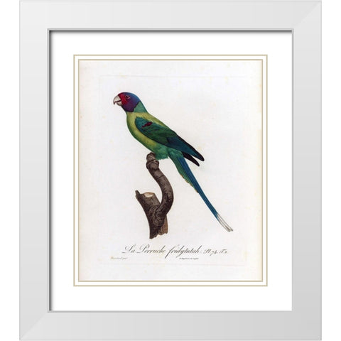 La Perruche, Fridytutah White Modern Wood Framed Art Print with Double Matting by Barraband, Jacques