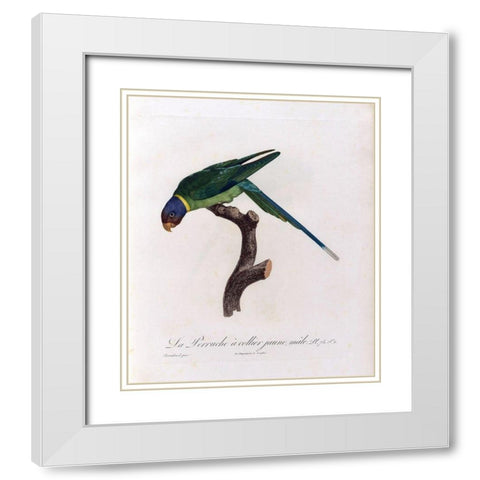 La Perruche a collier Jaune, male White Modern Wood Framed Art Print with Double Matting by Barraband, Jacques
