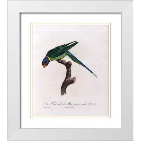 La Perruche a collier Jaune, male White Modern Wood Framed Art Print with Double Matting by Barraband, Jacques