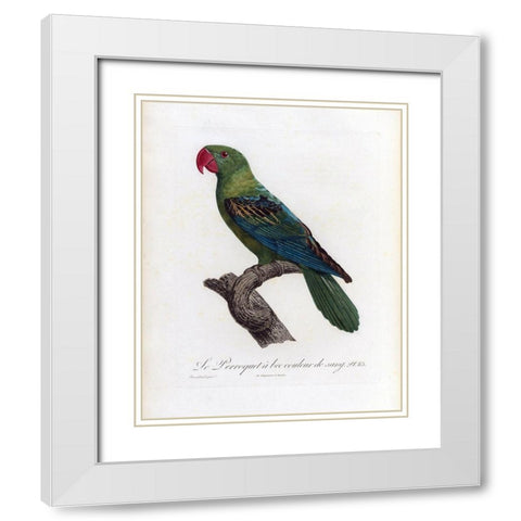 Le Perroquet a bac couleur de sang White Modern Wood Framed Art Print with Double Matting by Barraband, Jacques