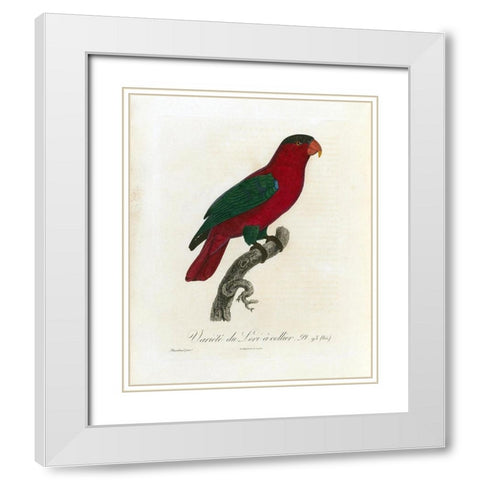 Variete du Lori a collier White Modern Wood Framed Art Print with Double Matting by Barraband, Jacques