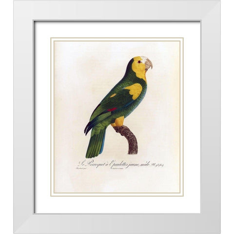 Le Perroquet a Epaulettes jaune, male White Modern Wood Framed Art Print with Double Matting by Barraband, Jacques