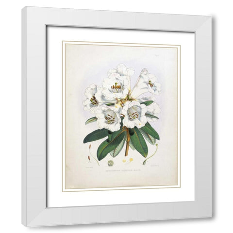 Rhododendron Dalhousiae White Modern Wood Framed Art Print with Double Matting by Hooker, Joseph Dalton