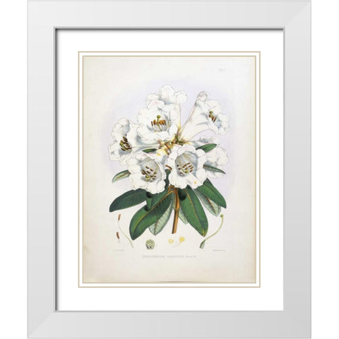 Rhododendron Dalhousiae White Modern Wood Framed Art Print with Double Matting by Hooker, Joseph Dalton