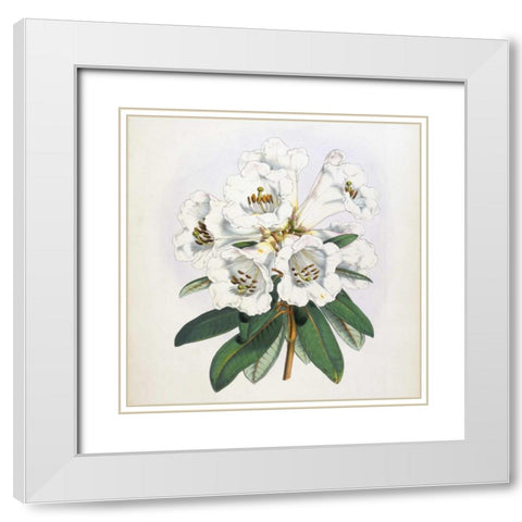 Rhododendron Dalhousiae Flower White Modern Wood Framed Art Print with Double Matting by Hooker, Joseph Dalton