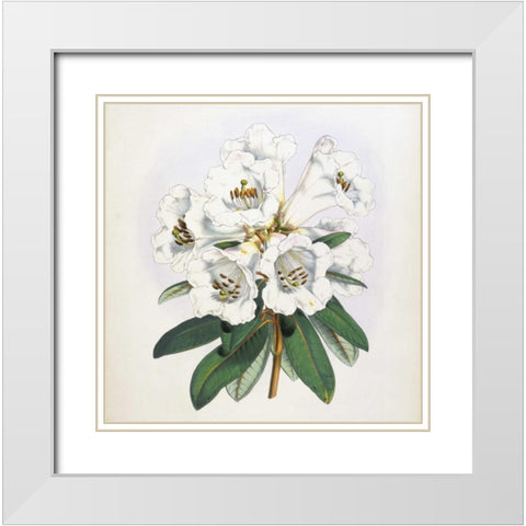 Rhododendron Dalhousiae Flower White Modern Wood Framed Art Print with Double Matting by Hooker, Joseph Dalton
