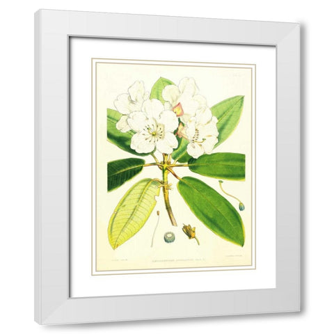 Rhododendron Aucklandii White Modern Wood Framed Art Print with Double Matting by Hooker, Joseph