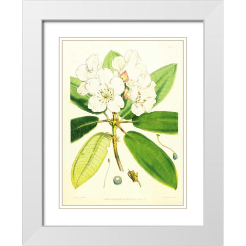 Rhododendron Aucklandii White Modern Wood Framed Art Print with Double Matting by Hooker, Joseph