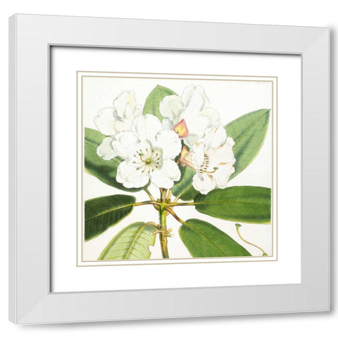 Rhododendron Aucklandii Flower White Modern Wood Framed Art Print with Double Matting by Hooker, Joseph Dalton