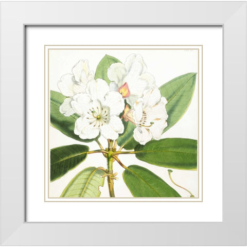Rhododendron Aucklandii Flower White Modern Wood Framed Art Print with Double Matting by Hooker, Joseph Dalton