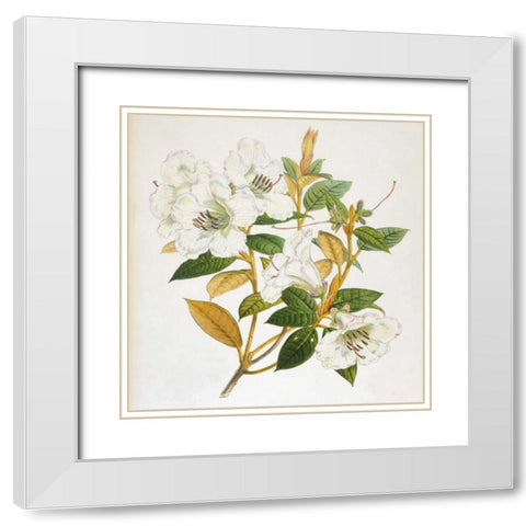Rhododendron Edgeworthi Flower White Modern Wood Framed Art Print with Double Matting by Hooker, Joseph Dalton