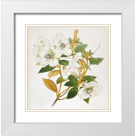 Rhododendron Edgeworthi Flower White Modern Wood Framed Art Print with Double Matting by Hooker, Joseph Dalton