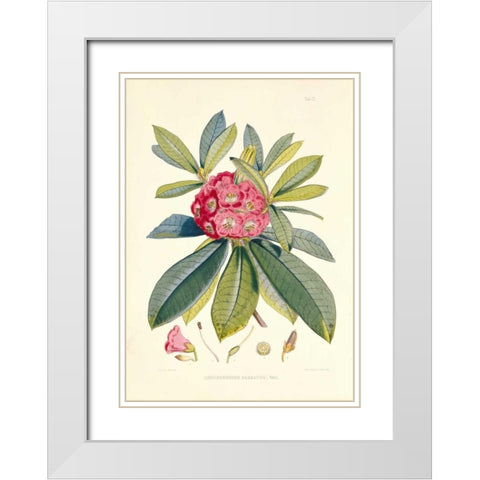 Rhododendron Barbatum White Modern Wood Framed Art Print with Double Matting by Hooker, Joseph