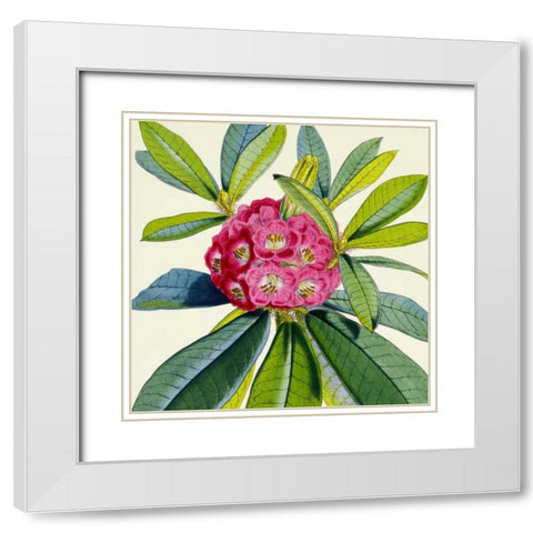 Rhododendron Barbatum Flower White Modern Wood Framed Art Print with Double Matting by Hooker, Joseph Dalton