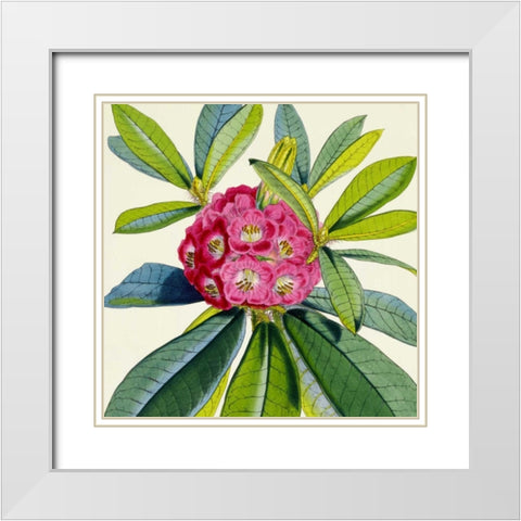 Rhododendron Barbatum Flower White Modern Wood Framed Art Print with Double Matting by Hooker, Joseph Dalton