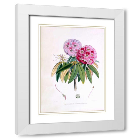 Rhododendron Campbelliae White Modern Wood Framed Art Print with Double Matting by Hooker, Joseph Dalton