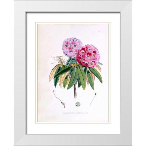 Rhododendron Campbelliae White Modern Wood Framed Art Print with Double Matting by Hooker, Joseph Dalton