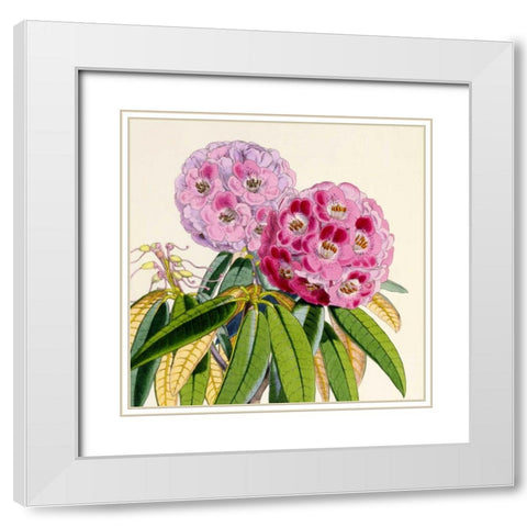 Rhododendron Campbelliae Flower White Modern Wood Framed Art Print with Double Matting by Hooker, Joseph Dalton