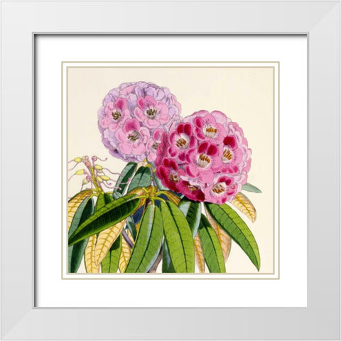 Rhododendron Campbelliae Flower White Modern Wood Framed Art Print with Double Matting by Hooker, Joseph Dalton