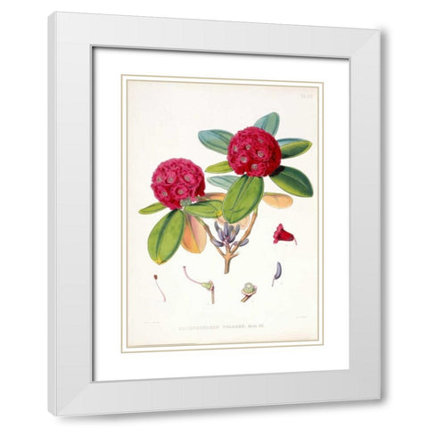 Rhododendron Fulgens White Modern Wood Framed Art Print with Double Matting by Hooker, Joseph