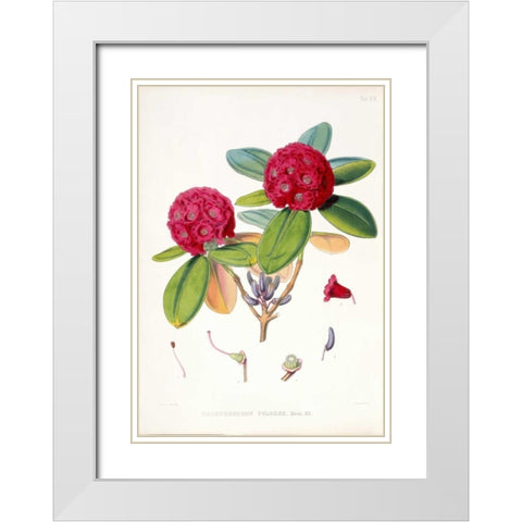 Rhododendron Fulgens White Modern Wood Framed Art Print with Double Matting by Hooker, Joseph