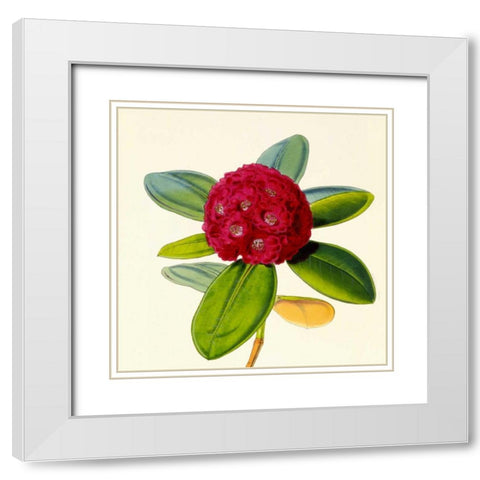 Rhododendron Fulgens Flower White Modern Wood Framed Art Print with Double Matting by Hooker, Joseph Dalton