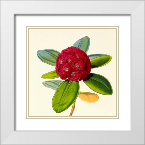 Rhododendron Fulgens Flower White Modern Wood Framed Art Print with Double Matting by Hooker, Joseph Dalton