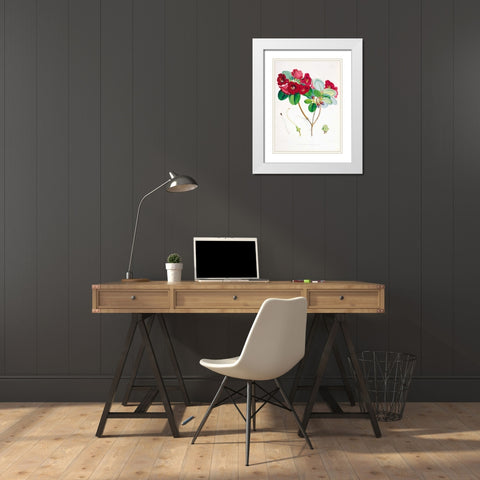 Rhododendron Thomsoni White Modern Wood Framed Art Print with Double Matting by Hooker, Joseph