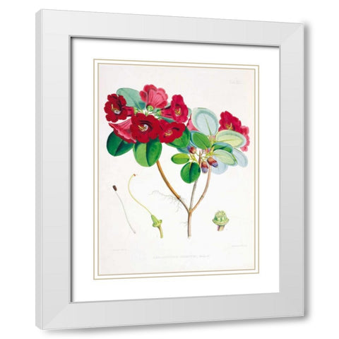 Rhododendron Thomsoni White Modern Wood Framed Art Print with Double Matting by Hooker, Joseph