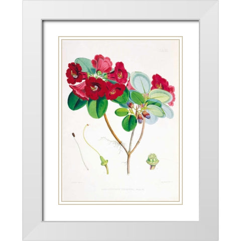 Rhododendron Thomsoni White Modern Wood Framed Art Print with Double Matting by Hooker, Joseph