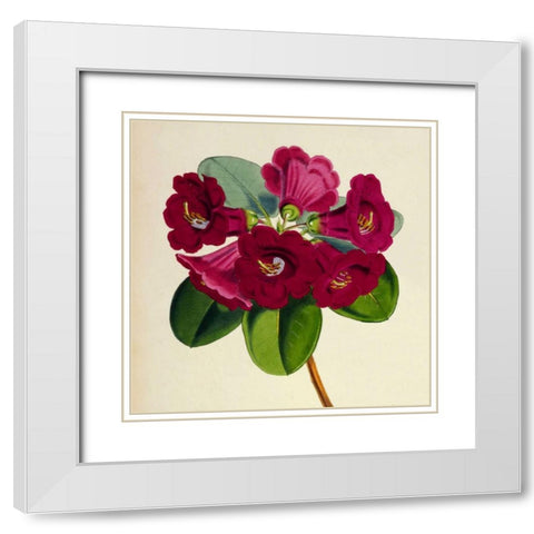 Rhododendron Thomsoni Flower White Modern Wood Framed Art Print with Double Matting by Hooker, Joseph Dalton