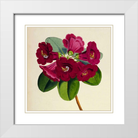 Rhododendron Thomsoni Flower White Modern Wood Framed Art Print with Double Matting by Hooker, Joseph Dalton