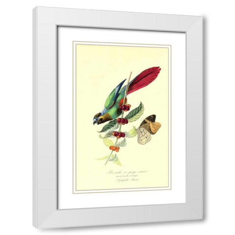 Parakeet on Coffee Bush White Modern Wood Framed Art Print with Double Matting by Anonymous, 1842