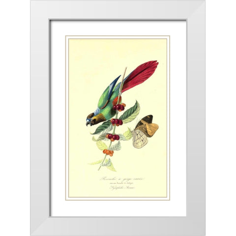 Parakeet on Coffee Bush White Modern Wood Framed Art Print with Double Matting by Anonymous, 1842