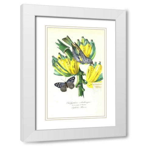 Finch on Bunch of Bananas White Modern Wood Framed Art Print with Double Matting by Anonymous, 1842