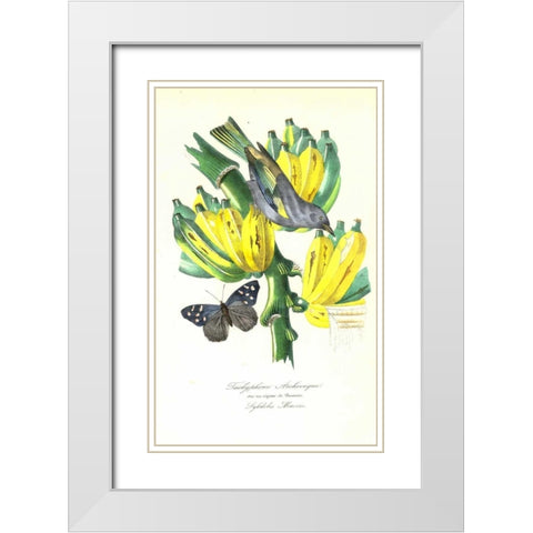 Finch on Bunch of Bananas White Modern Wood Framed Art Print with Double Matting by Anonymous, 1842