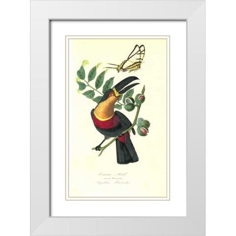 Toucan on Nutmeg Tree White Modern Wood Framed Art Print with Double Matting by Anonymous, 1842