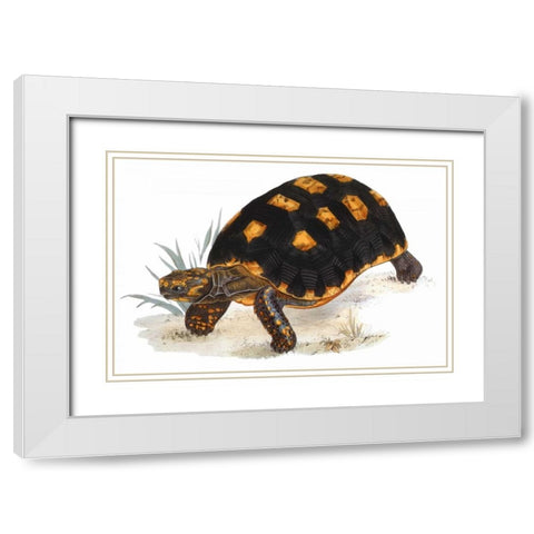 Tortoise, Carbonaria White Modern Wood Framed Art Print with Double Matting by Sowerby, James