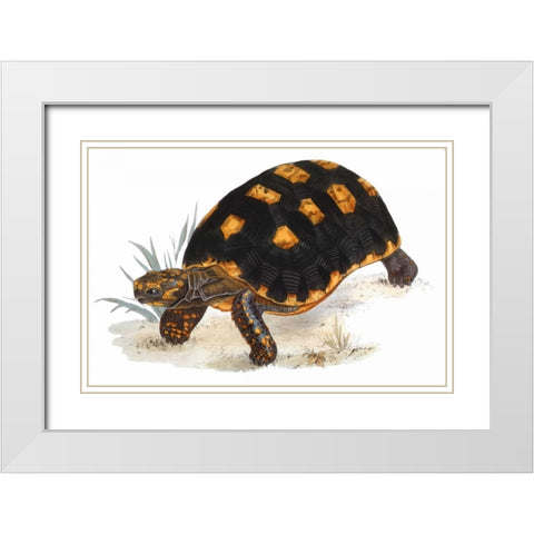 Tortoise, Carbonaria White Modern Wood Framed Art Print with Double Matting by Sowerby, James