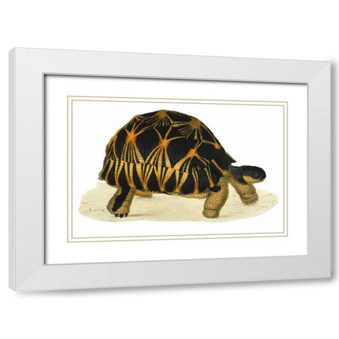 Tortoise, Radiata White Modern Wood Framed Art Print with Double Matting by Sowerby, James